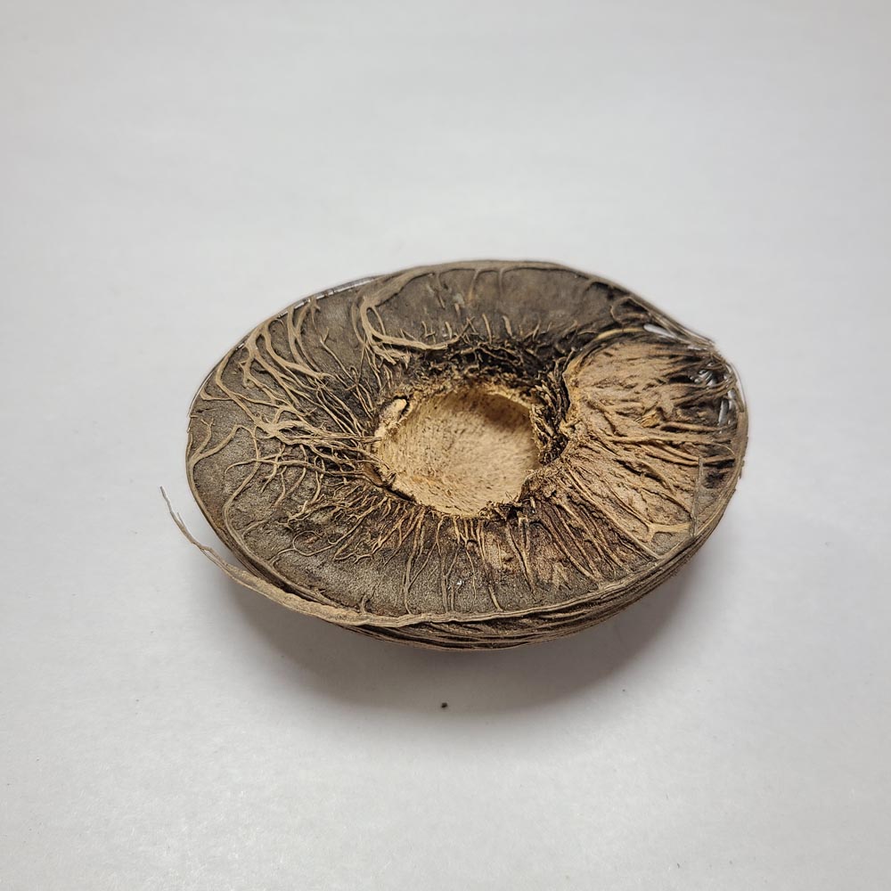 DRIED MINTOLLA BALL (S MANGO) 3 PCS