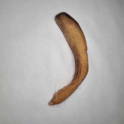 DRIED COCONUT HUSK SLICE 2PCS