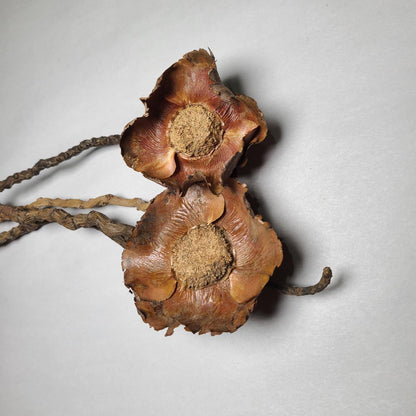 DRIED COCONUT FLOWER STEM (TAIL) 4PCS