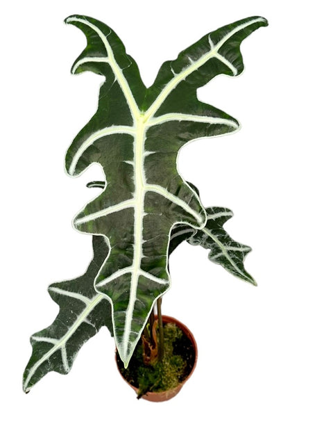 Alocasia Nobolis