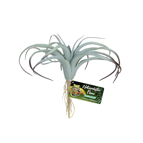 TILLANDSIA AIR PLANT NATURALISTIC FLORA ZOOMED
