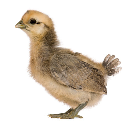 Feeder Chicks - 3 week old - 140g-190g