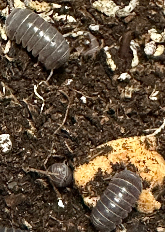 ISOPOD A. OFFICINALIS "GREEK LINE" (10 COUNT)