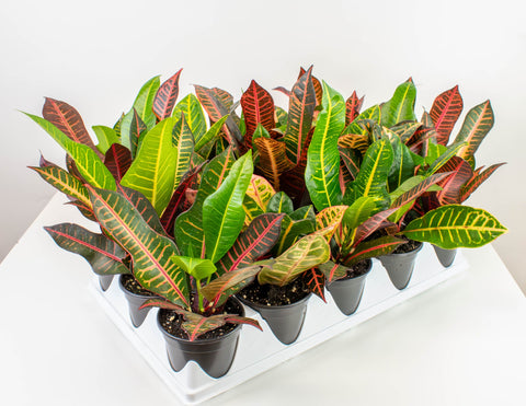 4" croton assortment