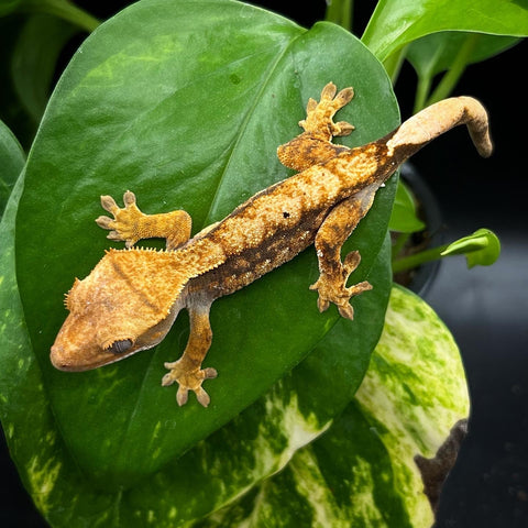 GECKO CRESTED ASSORTED