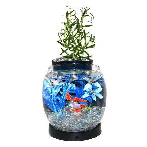 Elive Betta Bowl and Planter "Black"