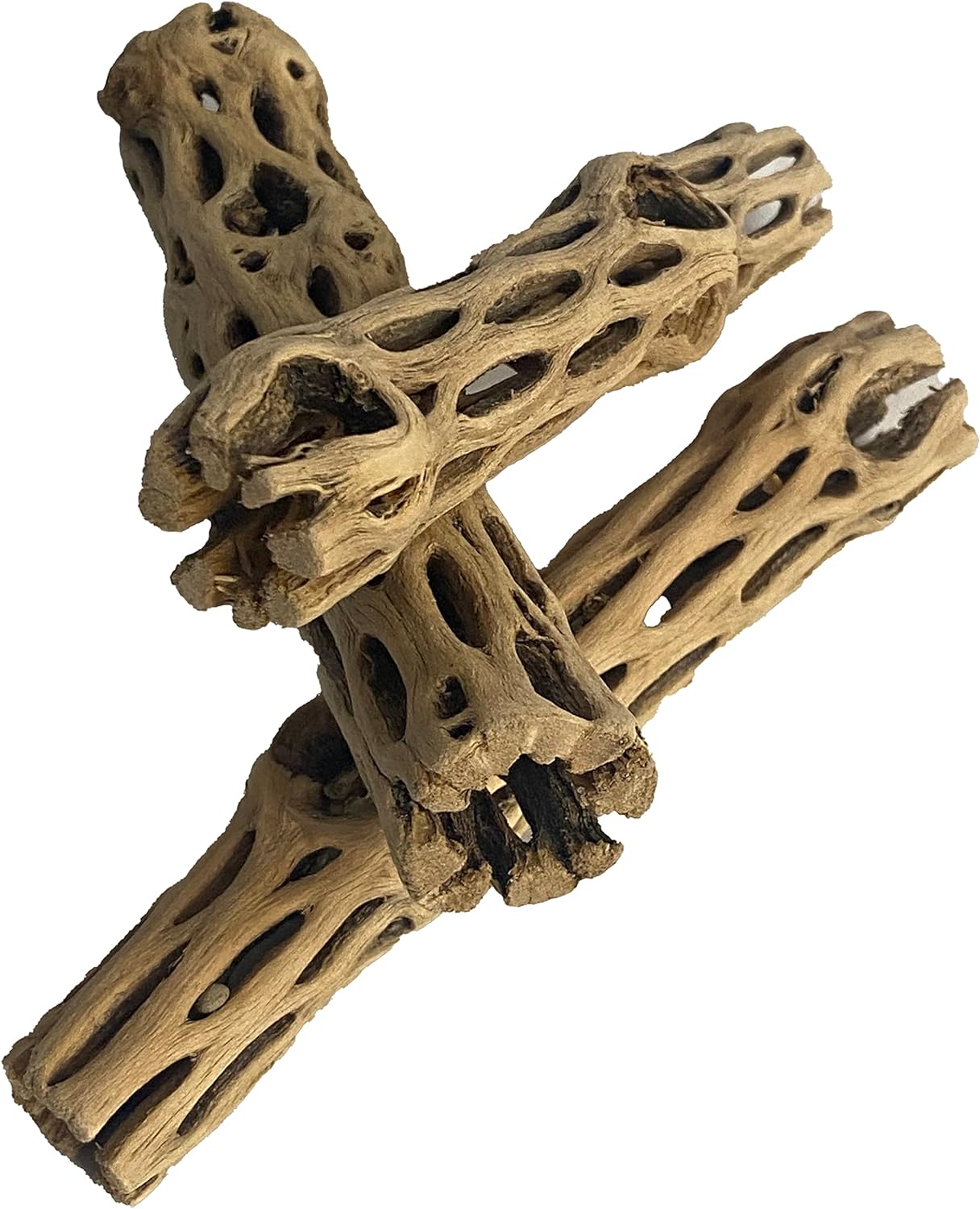 Cholla cactus small