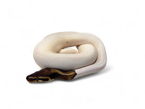 BALL PYTHON, HIGH WHITE #1