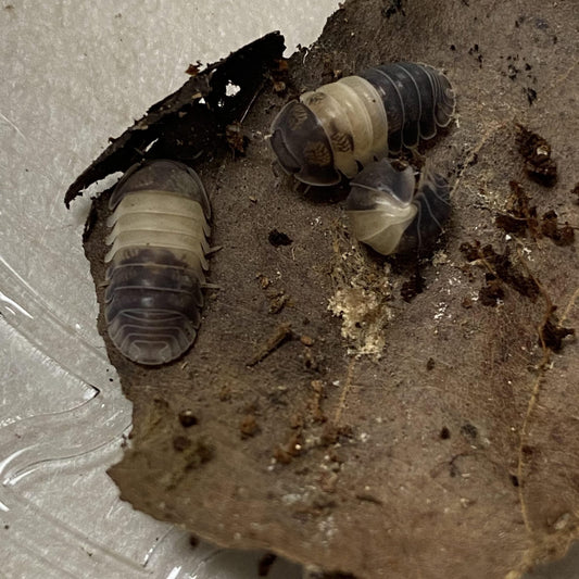 ISOPOD CUBARIS SP. "PANDA KING" (10 COUNT)