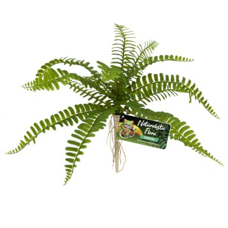 SWORD FERN NATURALISTIC FLORA  ZOO MED