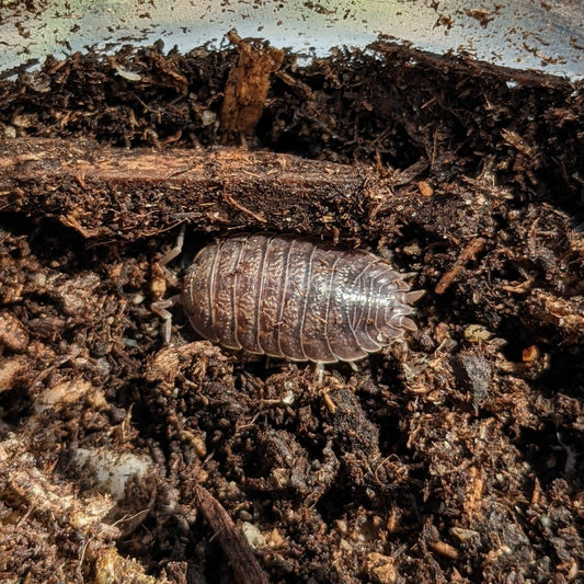 ISOPOD PORCELLIO DILATATUS "GIANT CANYON" (15 COUNT)