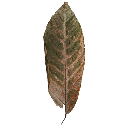 Dried Cocoa Mixed Size Leaves