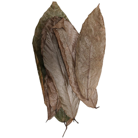 Dried Cocoa Mixed Size Leaves