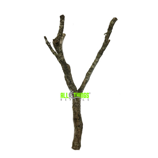 Cork Bark Branch BUNDLE (3)