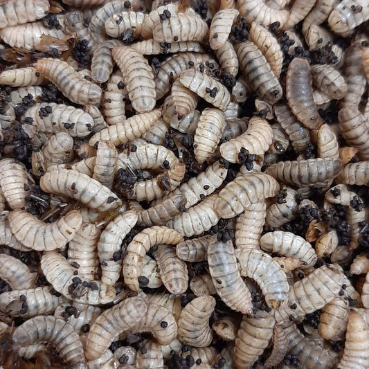 EXTREME WORMS - SMALL/MEDIUM BLACK SOLDIER FLY LARVAE 1000 PACK