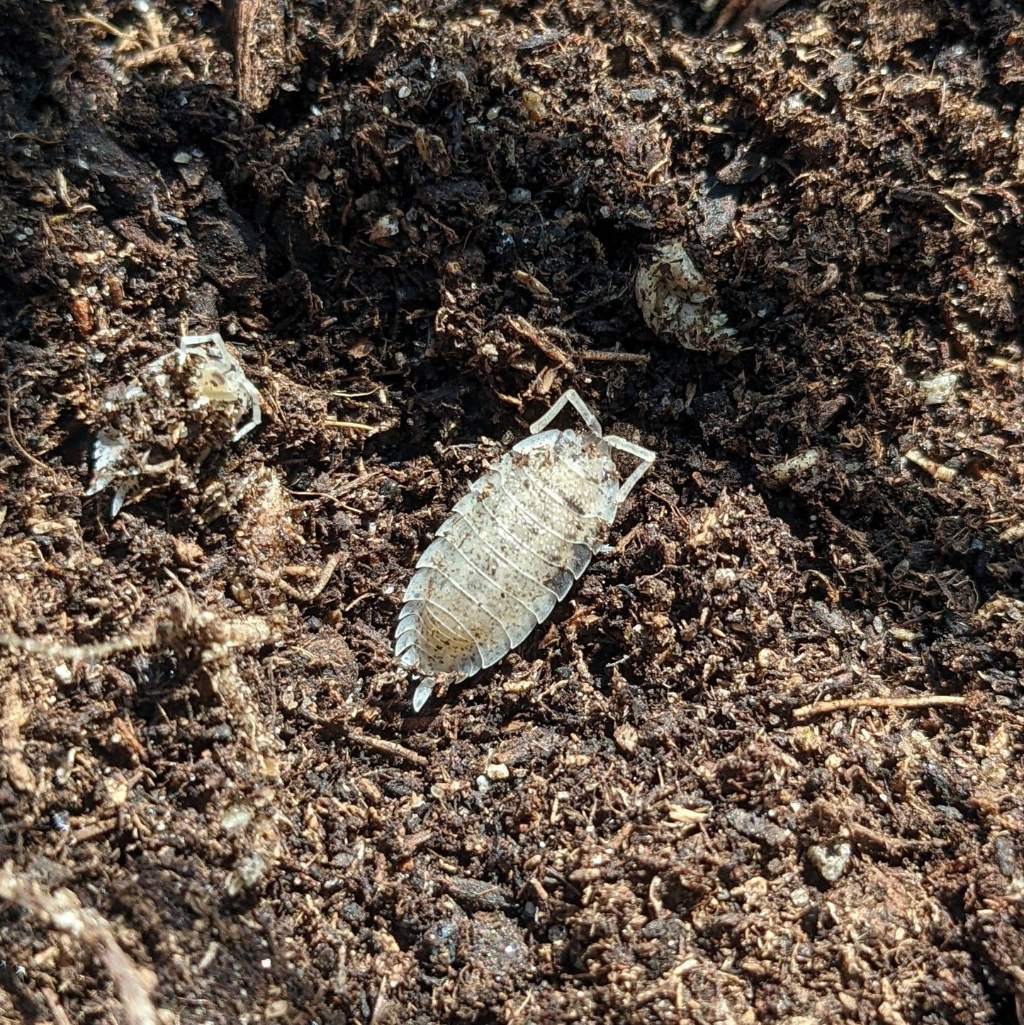 ISOPOD PORCELLIO SCABER "DALMATION" (10 COUNT)
