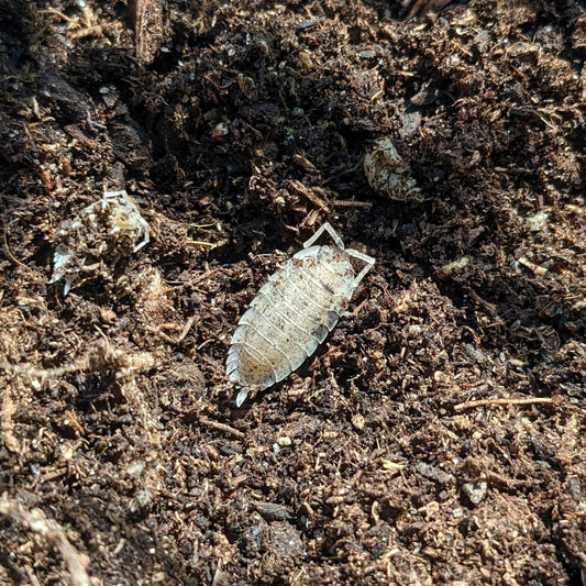 ISOPOD PORCELLIO SCABER "DALMATION" (10 COUNT)