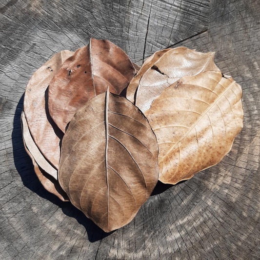Jack Fruit Dried Big Leaves