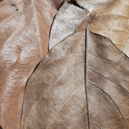 Jack Fruit Dried Big Leaves
