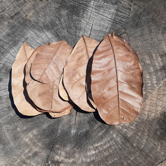 Cashew Dried Small Leaves