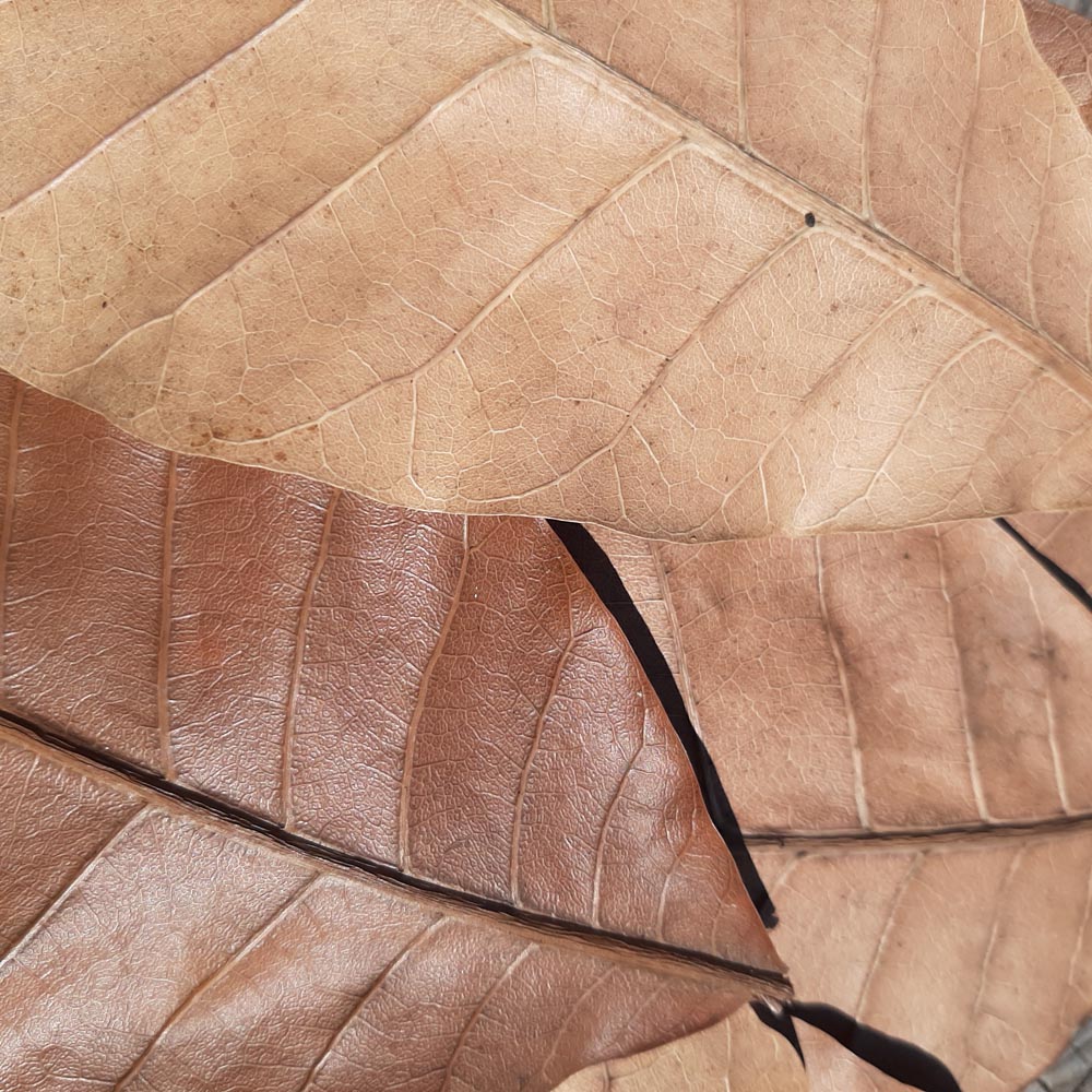 Cashew Dried Small Leaves