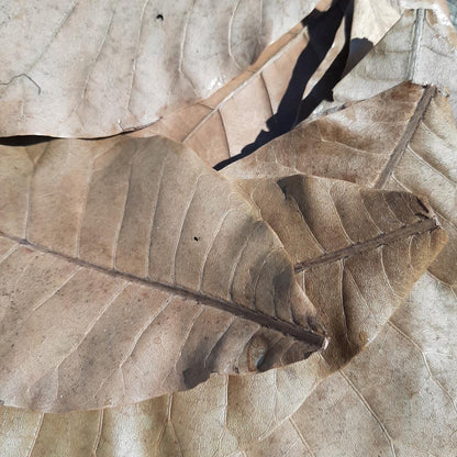 Cashew Dried Big Leaves