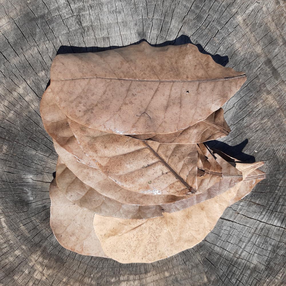 Cashew Dried Big Leaves