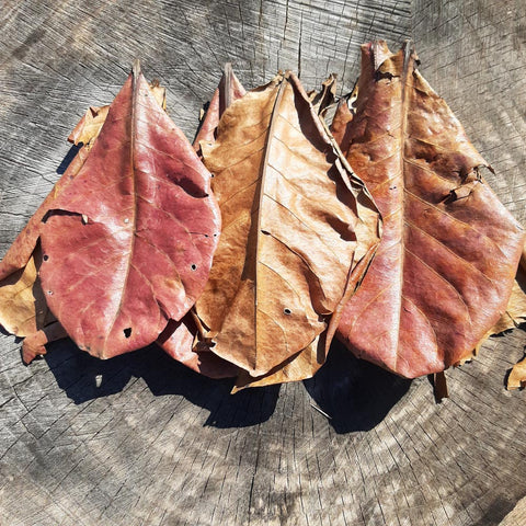 Catappa ( Indian Almond ) Dried Big Leaves
