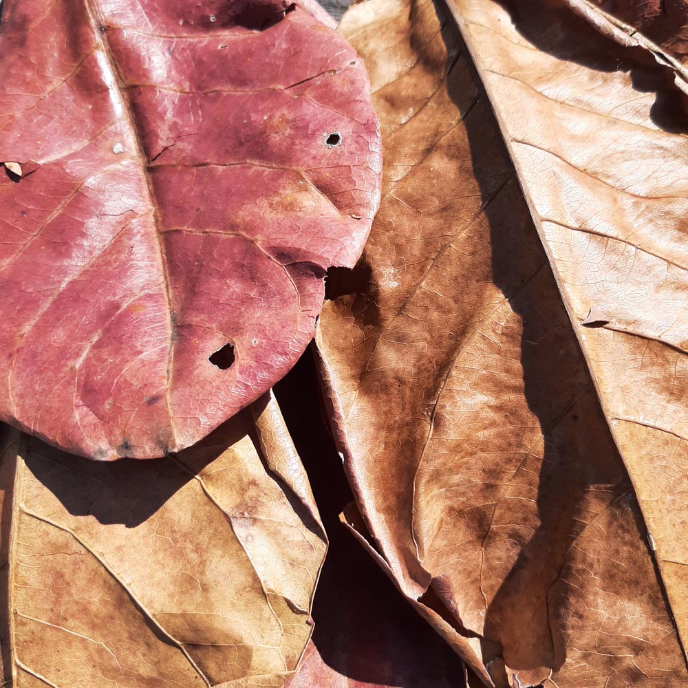 Catappa ( Indian Almond ) Dried Big Leaves