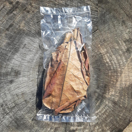 Catappa ( Indian Almond ) Dried Big Leaves