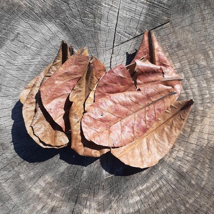 Catappa ( Indian Almond ) Dried Small Leaves