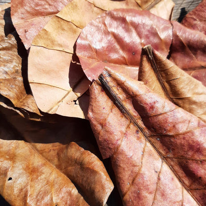 Catappa ( Indian Almond ) Dried Small Leaves