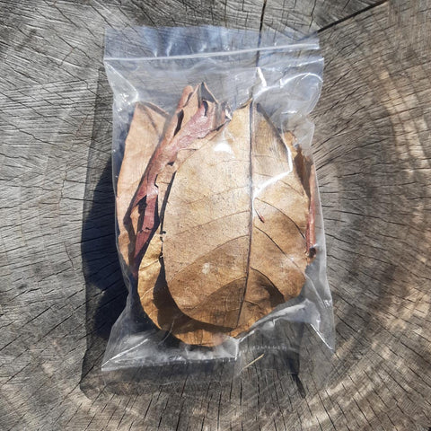 Catappa ( Indian Almond ) Dried Small Leaves