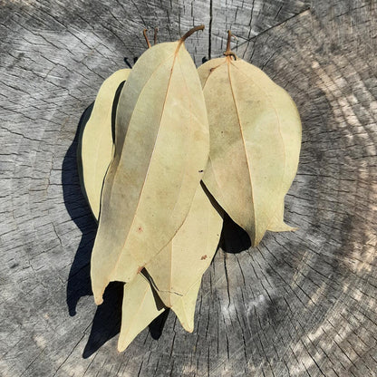 Cinnamon Mix Size Dried Leaves