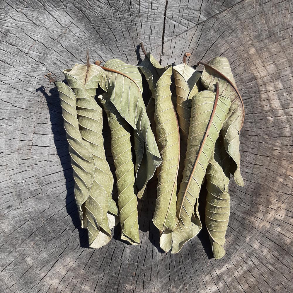 Guava Mix Size Dried Leaves