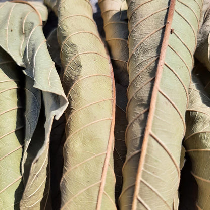 Guava Mix Size Dried Leaves