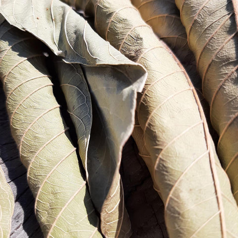 Guava Mix Size Dried Leaves