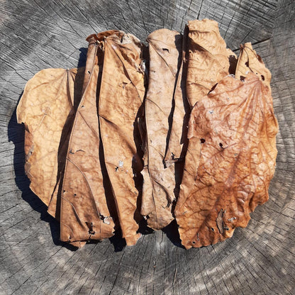 Halmilla Mix Size Dried Leaves 10 Pieces