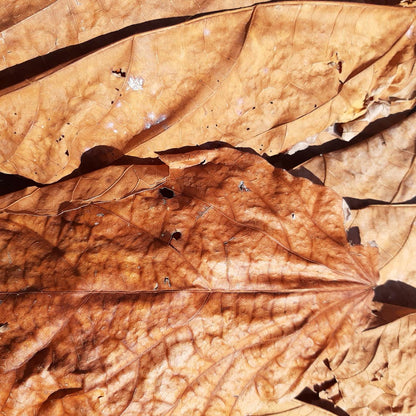 Halmilla Mix Size Dried Leaves 10 Pieces