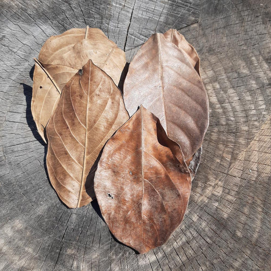 Jack Fruit Dried Small Leaves