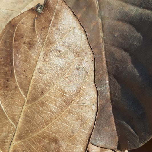 Jack Fruit Dried Small Leaves