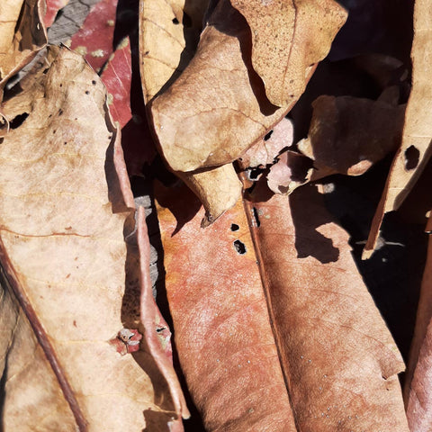 Kumbuk ( Termination Arjuna ) Mix Size Dried Leaves