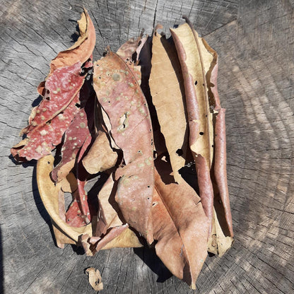 Kumbuk ( Termination Arjuna ) Mix Size Dried Leaves