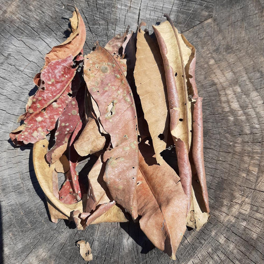 Kumbuk ( Termination Arjuna ) Mix Size Dried Leaves