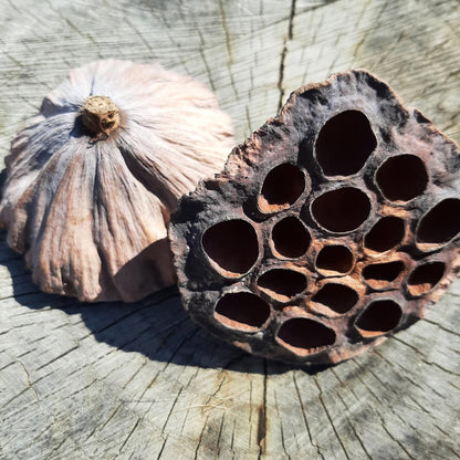 Dried Lotus Pods