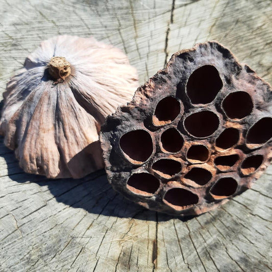 Dried Lotus Pods