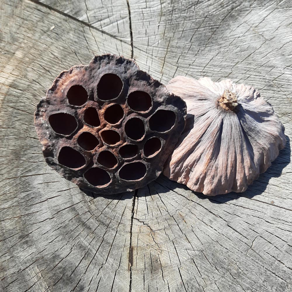 Dried Lotus Pods