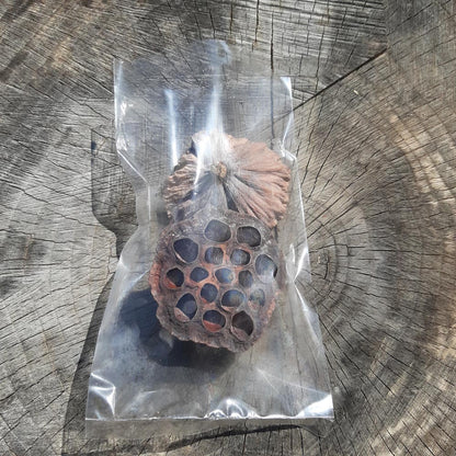 Dried Lotus Pods