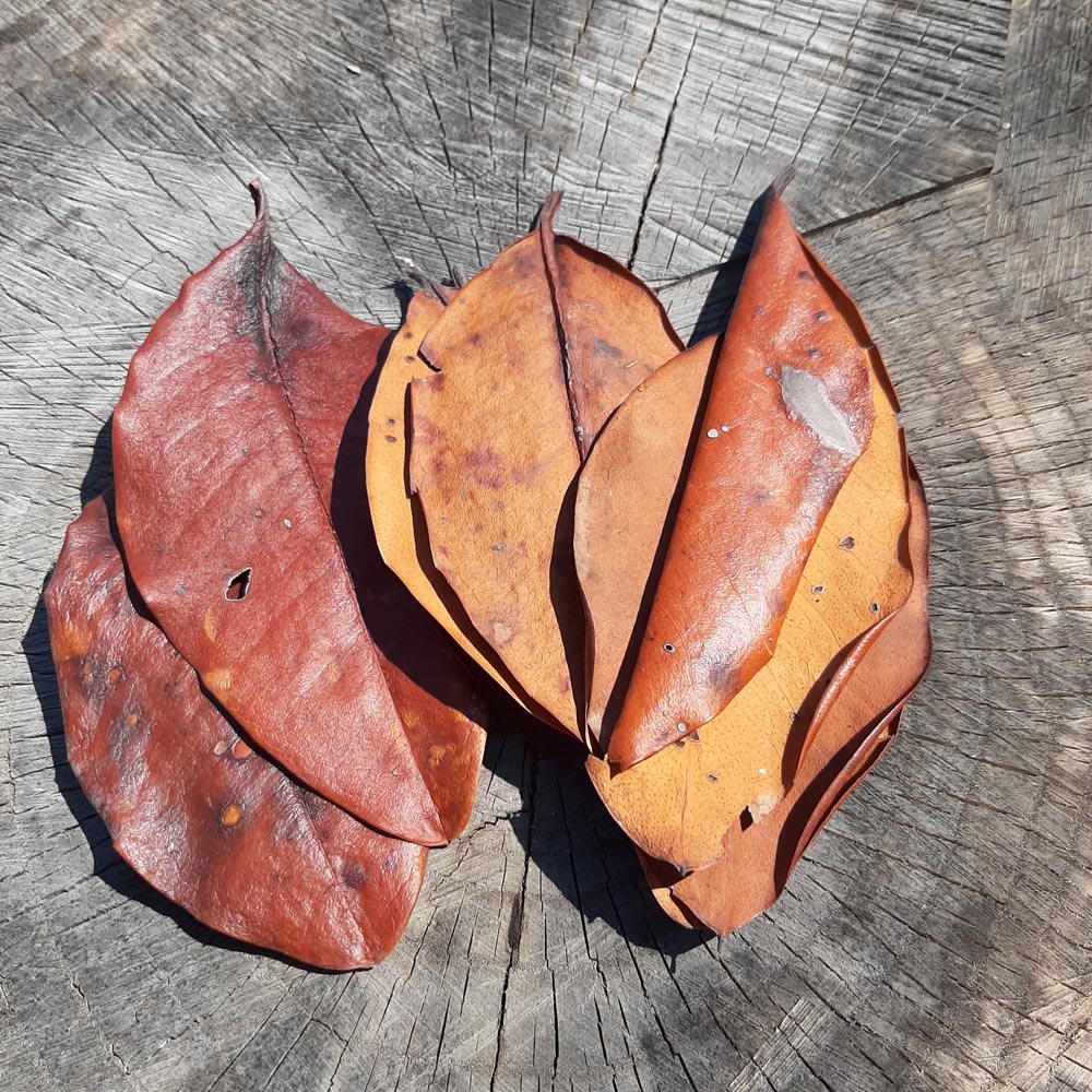 Mangrove Mix Size Dried Leaves