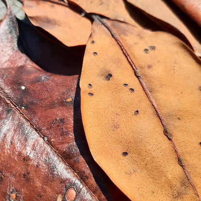 Mangrove Mix Size Dried Leaves
